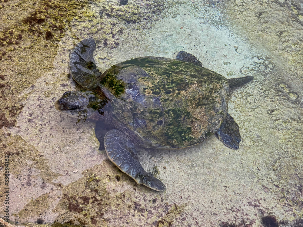 Obraz premium Turtle on the surface Atlantis aquarium