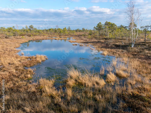 landscape with blue swamp lakes surrounded by small pine and birch trees and green moss on spring day