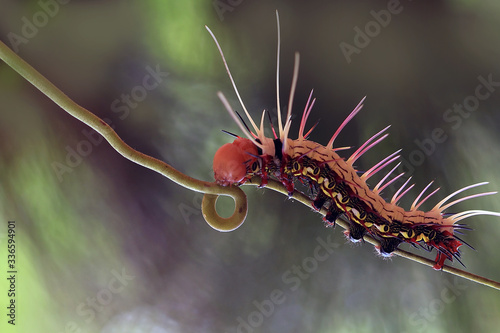 caterpillar on a branch © abdul gapur dayak