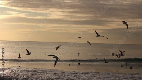Wallpaper Mural Seagulls and the sea. Seagulls and albatrosses on a background of the sea. Seagulls fly over the pier and sit on it in the morning at dawn. selective focus. relaxation video. video for relaxation Torontodigital.ca
