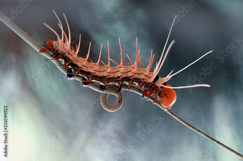 caterpillar on a leaf © abdul gapur dayak
