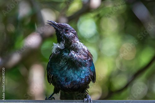 Tui, bird at Tiritiri Matangi. New Zealand photo