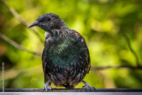 Tui, bird at Tiritiri Matangi. New Zealand photo