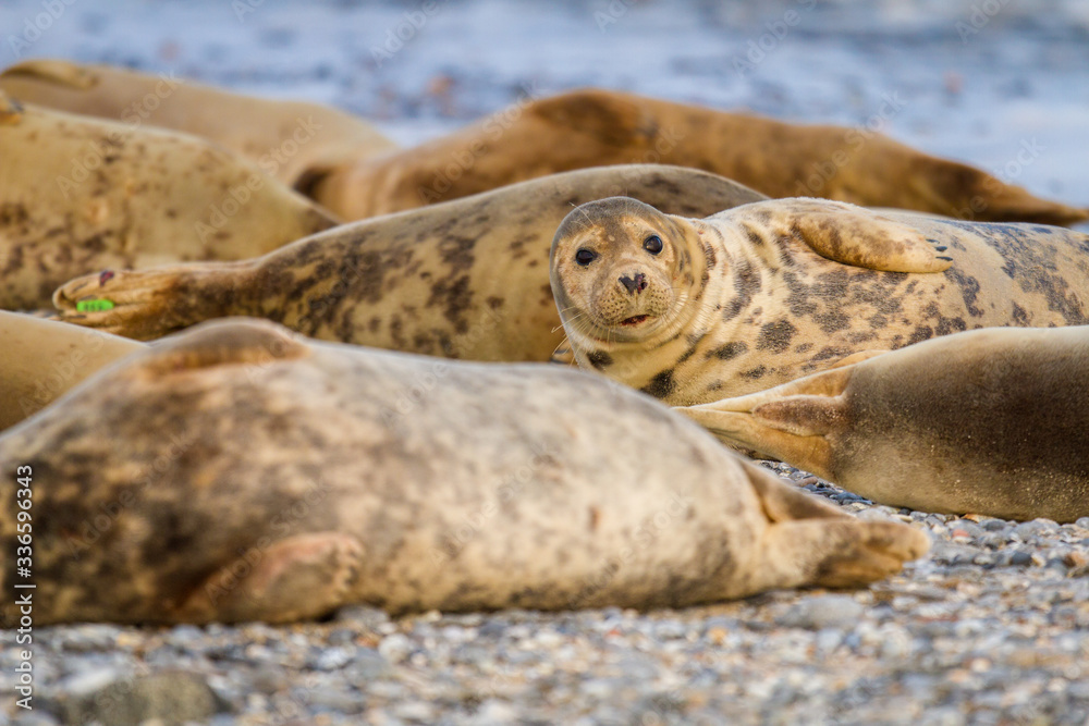 Fototapeta premium Kegelrobben (Halichoerus grypus) auf Helgoland, Deutschland
