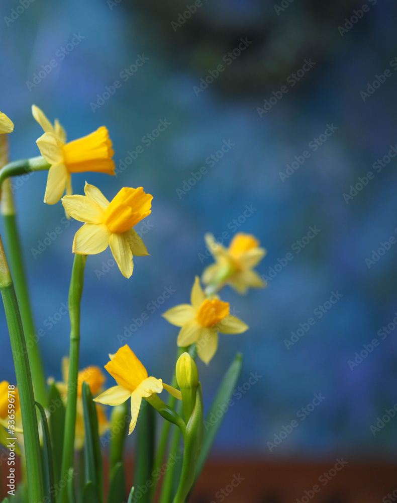 beautiful spring flowers at home beautiful spring flowers at home