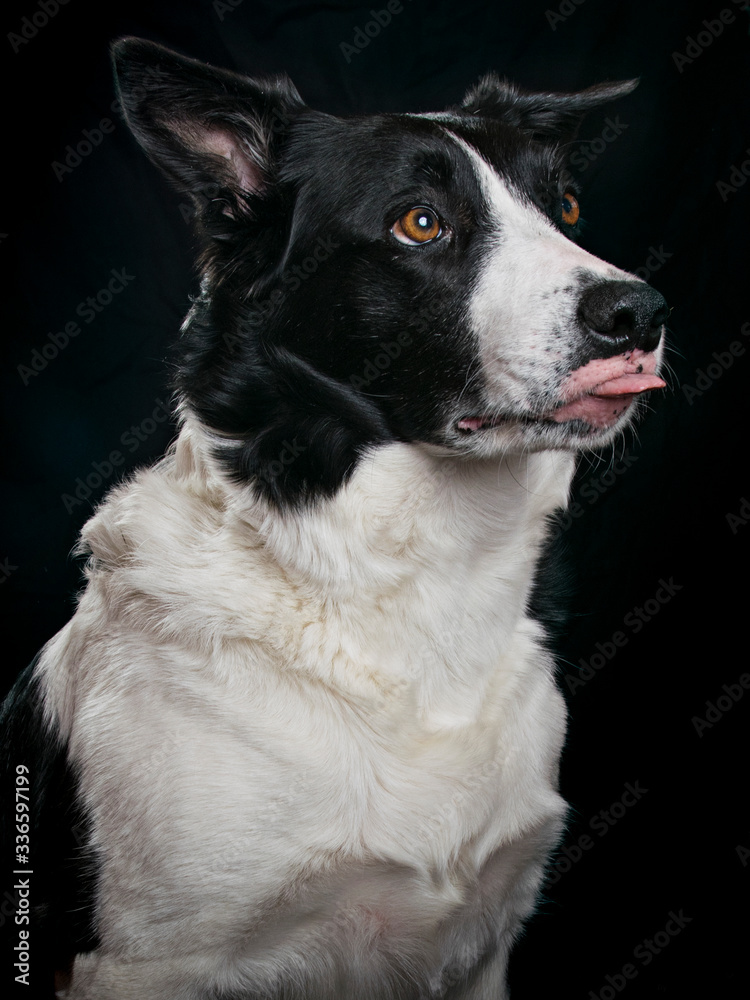 Fototapeta premium border collie dog