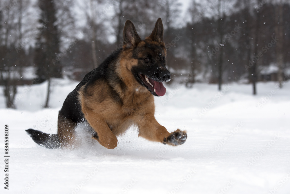 german shepherd dog in snow