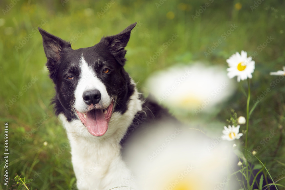 border collie dog border collie dog