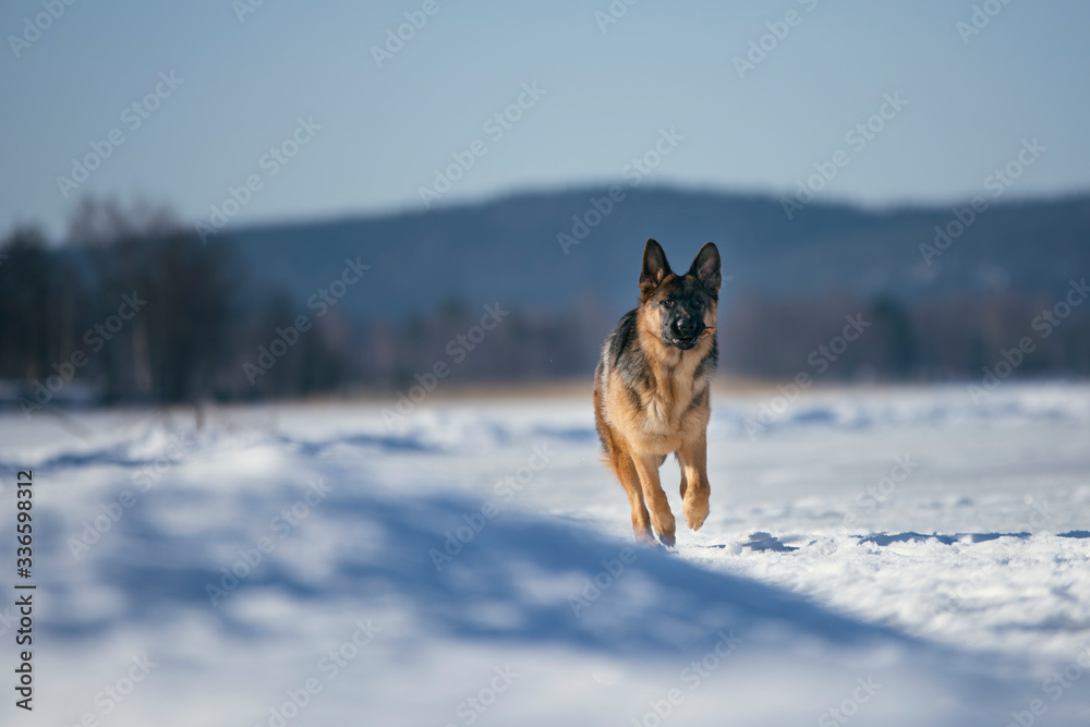 Naklejka premium dog running in the snow