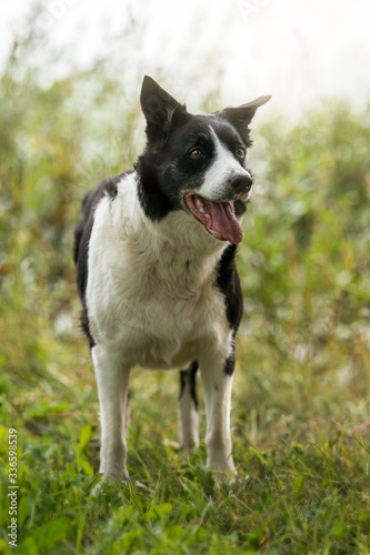 border collie dog © Marko