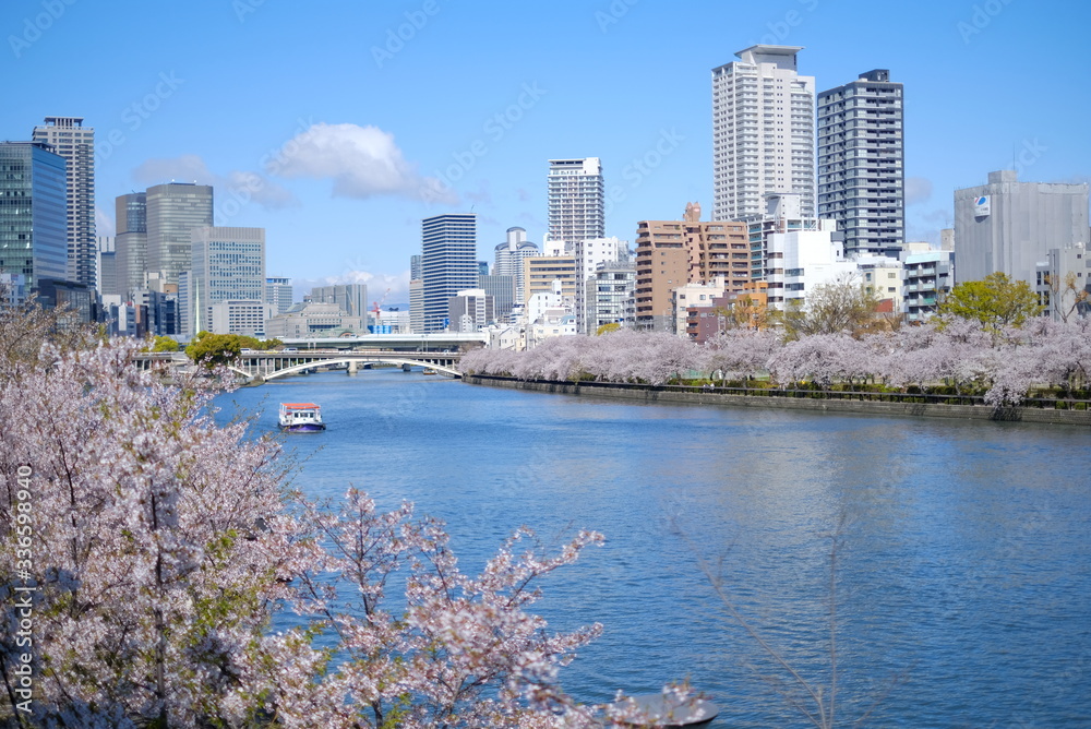Fototapeta premium 大阪 南天満公園の桜