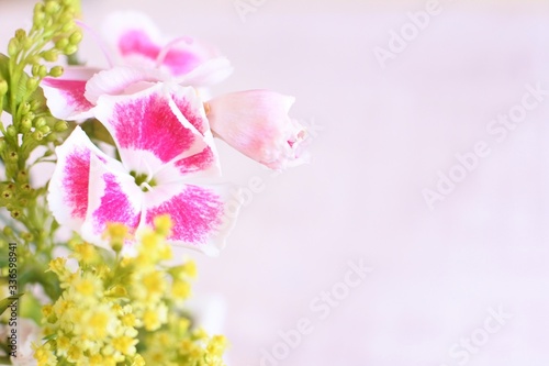Pink and white dianthus flowers. Sweet bouquet on a white background.