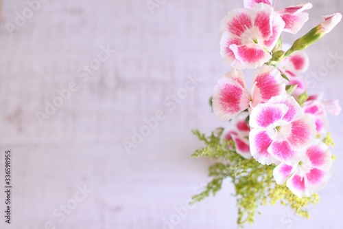 Pink and white dianthus flowers. Sweet bouquet on a white background.