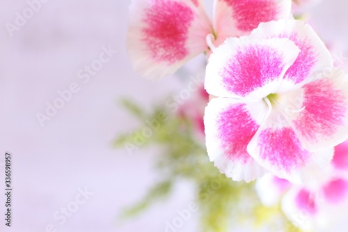 Pink and white dianthus flowers. Sweet bouquet on a white background.