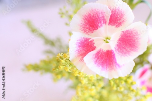Pink and white dianthus flowers. Sweet bouquet on a white background.