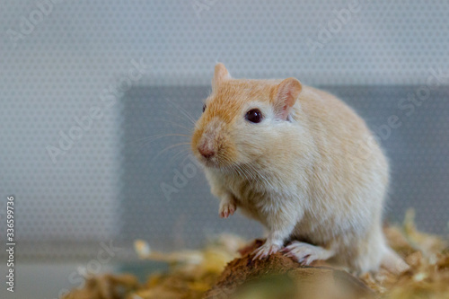 Mongolische Wüstenrennmaus (Meriones) als Haustier photo