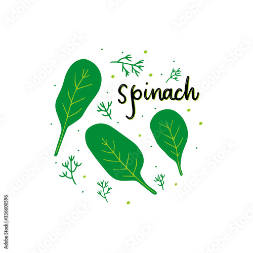Fresh ripe spinach vector flat illustration with lettering.