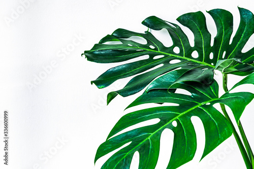 Beautiful Tropical Monstera leaf isolated on white background with clipping path for design elements, Flat lay
