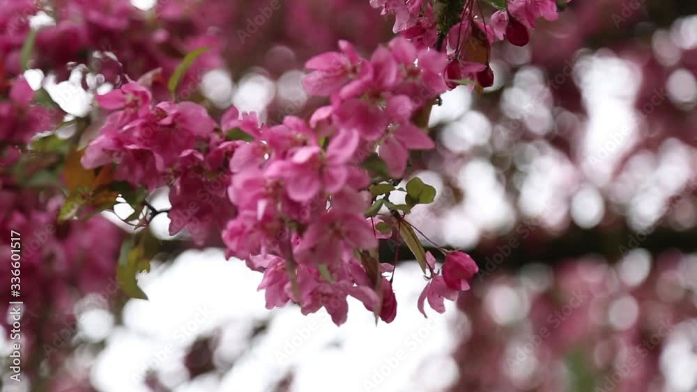 Rows of beautifully blossoming cherry trees on a green lawn Rows of beautifully blossoming cherry trees on a green lawn