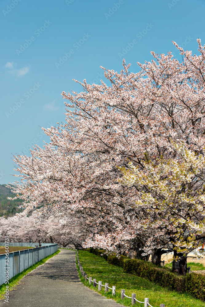 View of full blooming of cherry blossom along Muko river in Sanda city, Hyogo, Japan View of full blooming of cherry blossom along Muko river in Sanda city, Hyogo, Japan