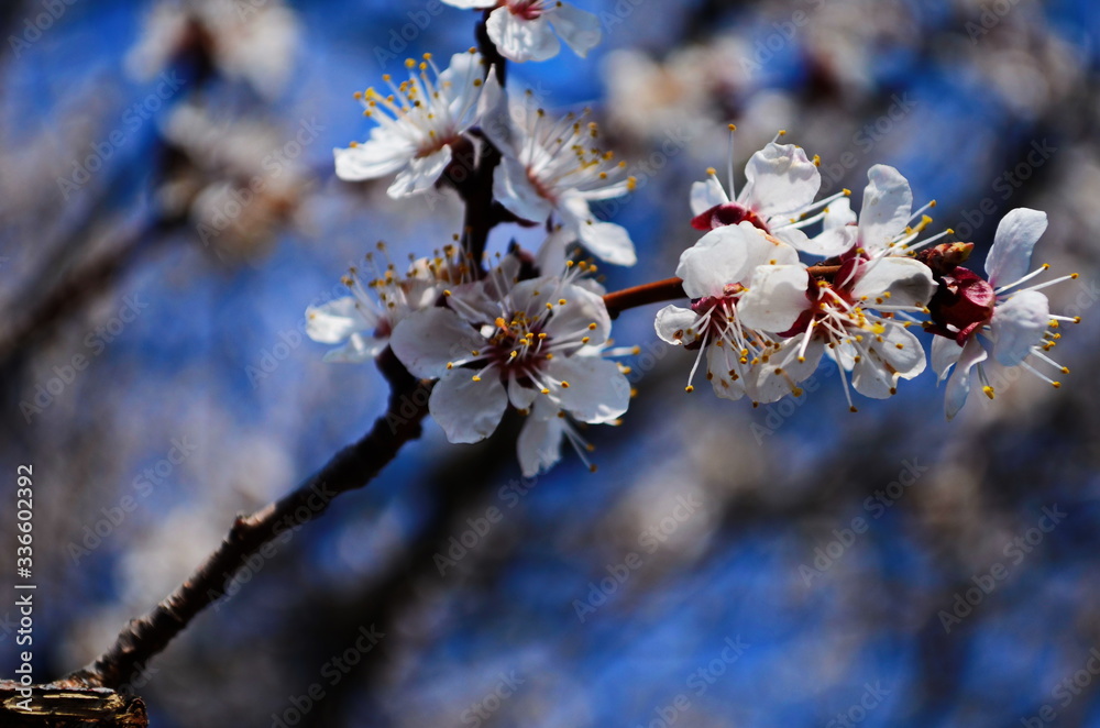 White flowers and buds of an apricot tree in spring blossom White flowers and buds of an apricot tree in spring blossom