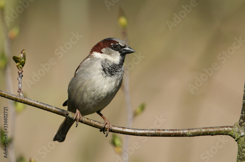 A stunning male House Sparrow, Passer domesticus, perching on a branch. 