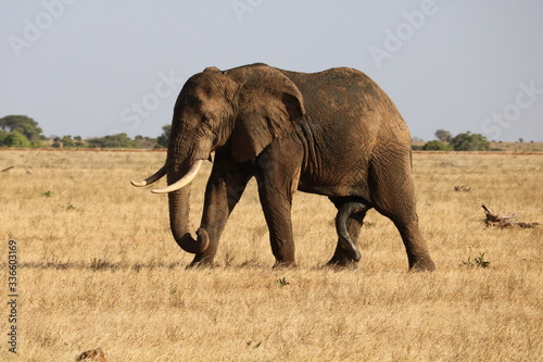  A bull elephant walking in the plains in dry times