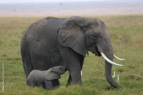 A closup of a mother elephant nursing her young.