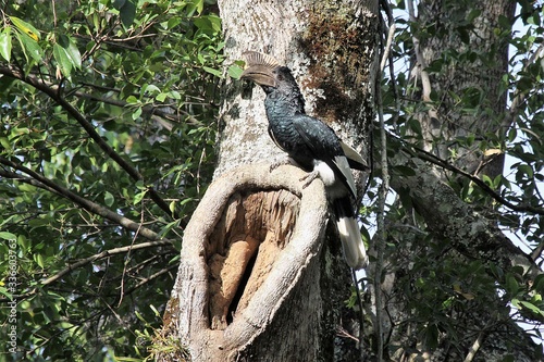 A male hornbill watches over an imprisoned female inside a nest of mud with a slight opening photo