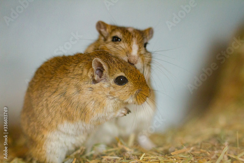 Mongolische Wüstenrennmaus (Meriones) als Haustier photo