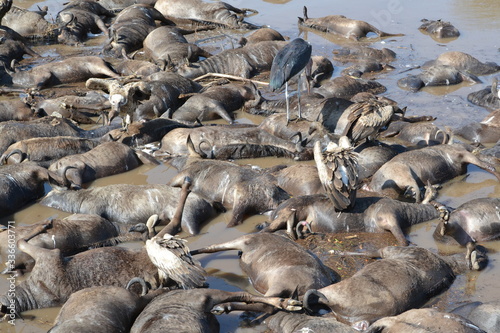  A lot of dead wildebeests drowned while crossing a swollen river.