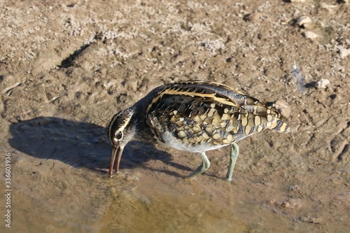 A painted snipe bird with his beak in the water.