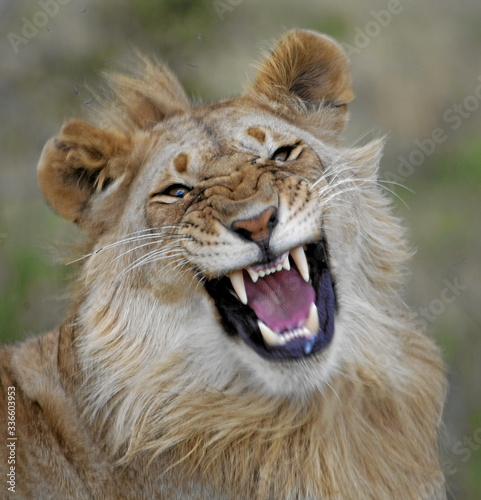 Fototapeta Naklejka Na Ścianę i Meble -  A perfect clear head of a young male lion with brown shot manes.
