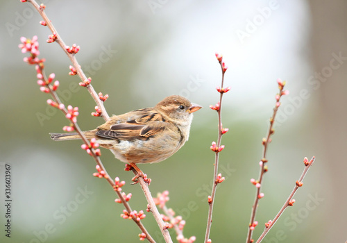 sparrow bird on the tree branch in spring