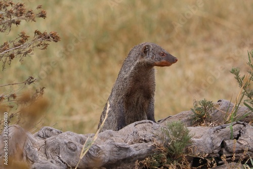 A side view of a banded mongoose in the bush.