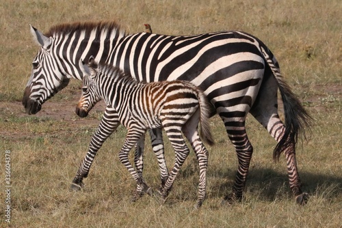 A zebra mother walks with her baby on her side