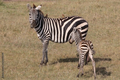 A zebra poses with her baby on her side.