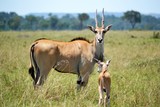 An eland with a young baby in the plains of mara