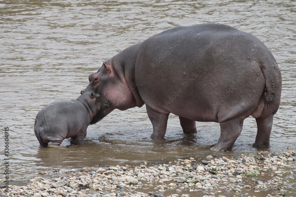  close up of a very young baby hippo with the mother.