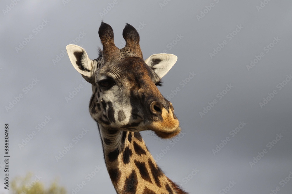 Fototapeta premium close up of the head of a giraffe showing a swollen chick