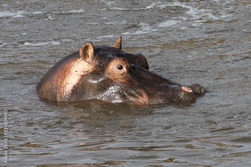 close up of the head of a hippo partialy out of water.