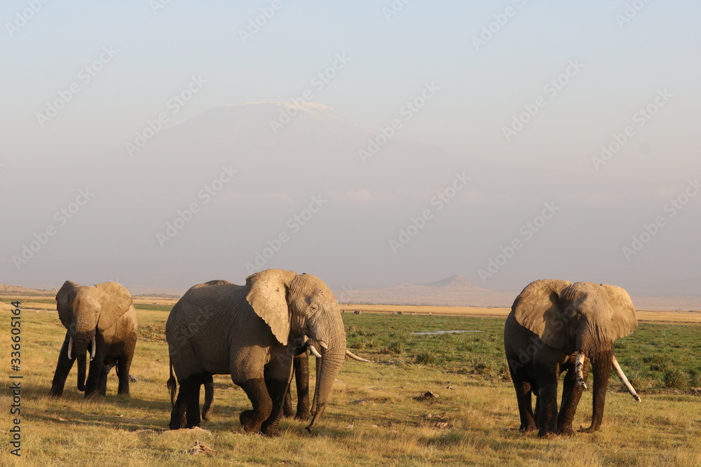 elephants with kilimanjaro in the background