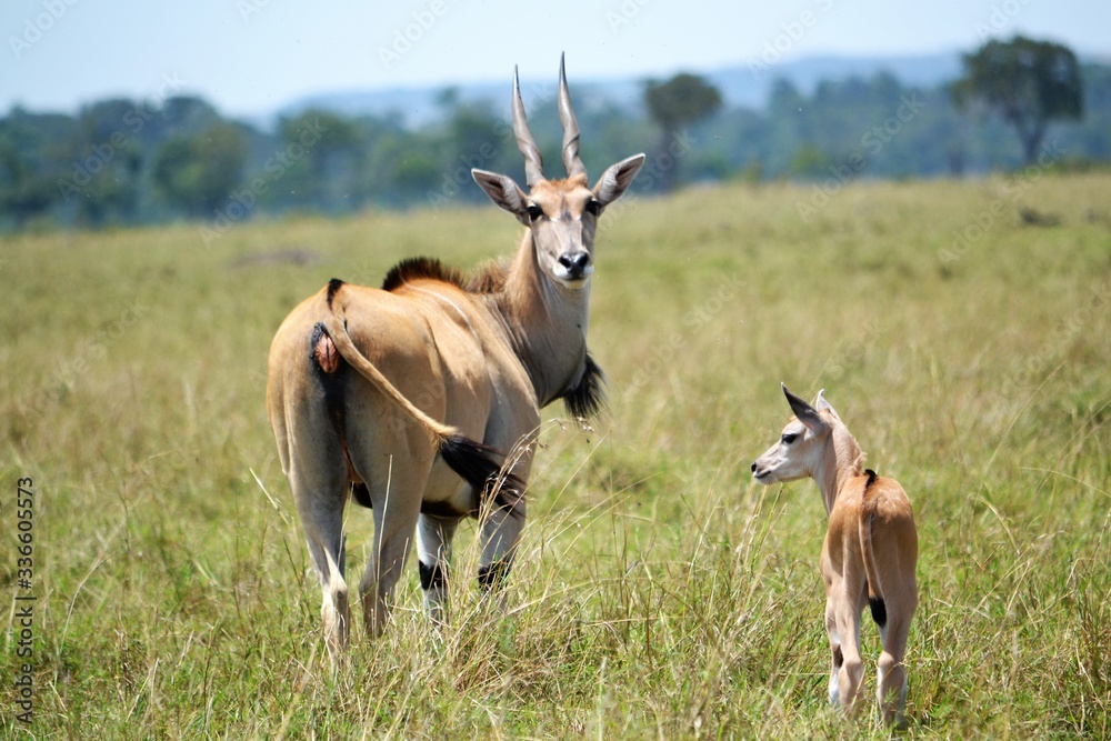 Largest african antelop with a baby Largest african antelop with a baby