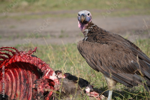 Lappetfaced vulture standing next to a carrion leftovers. photo