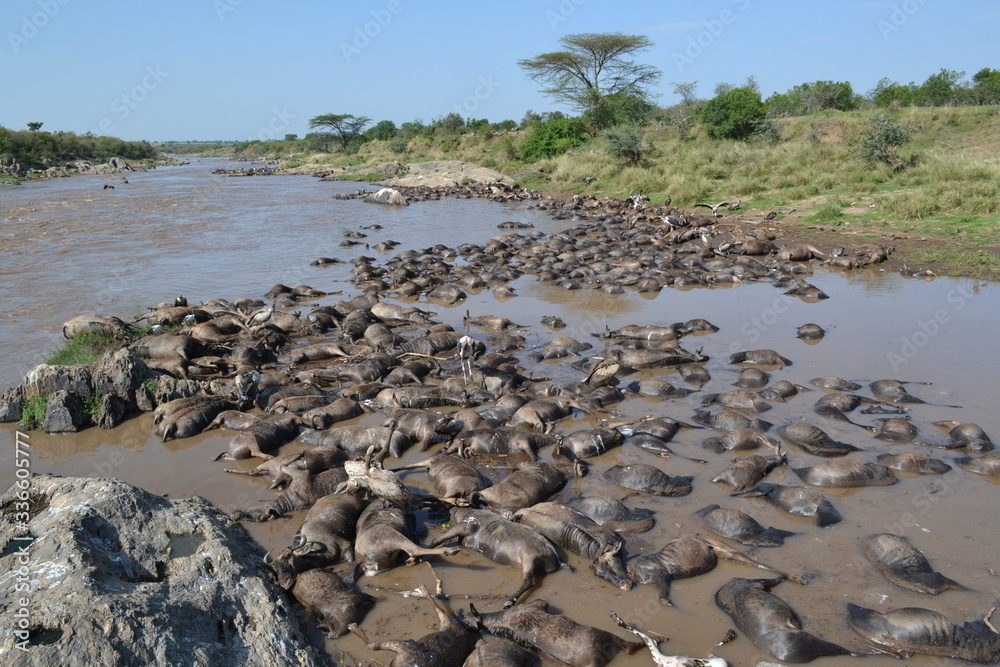 Long shot of a river full of dead wildebeests.