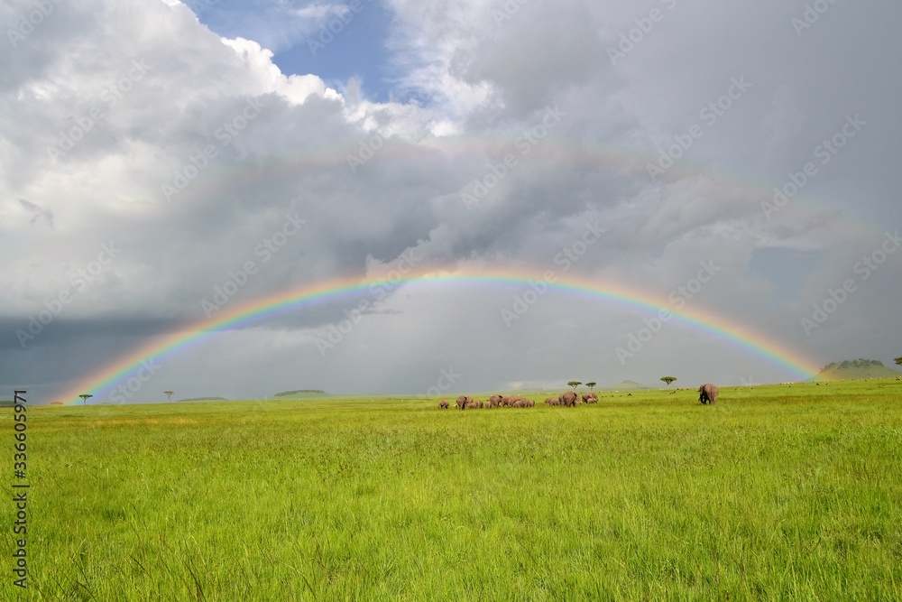 Nature scene of elephants and a rainbow in the background. Nature scene of elephants and a rainbow in the background.