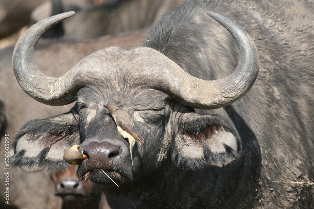 Oxpeckers clearning up the nose of a buffalo Oxpeckers clearning up the nose of a buffalo