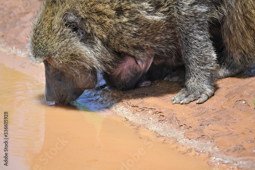 Mother baboon drinking while a very young baby hungs underneath photo