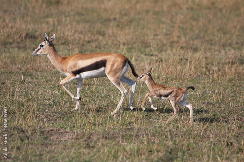 Mother thompson gazelle leading a small baby.