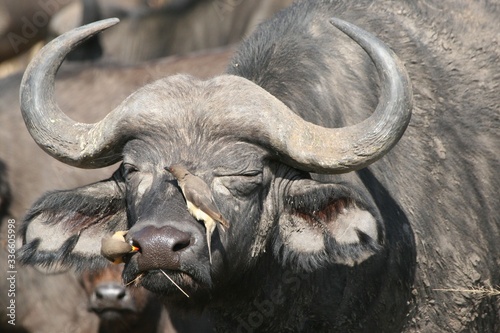 Oxpeckers clearning up the nose of a buffalo